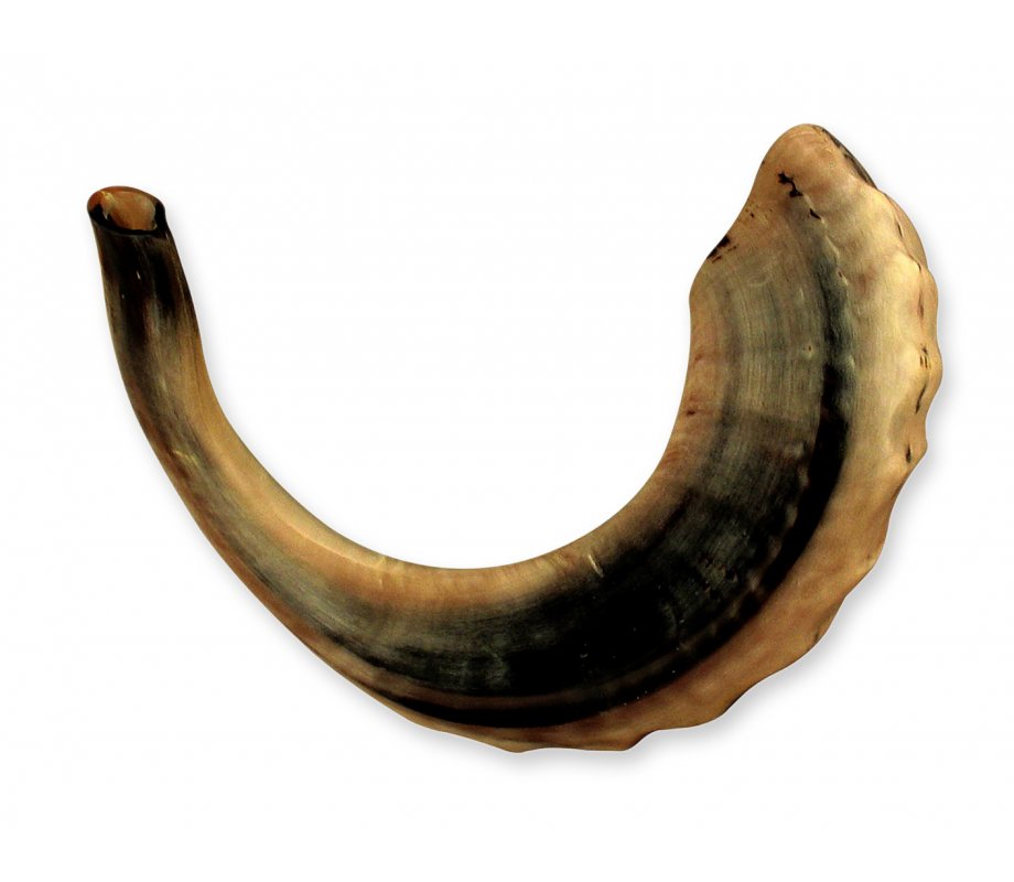 Rare Extra Large Dark Tones Ram's Horn Shofar 21