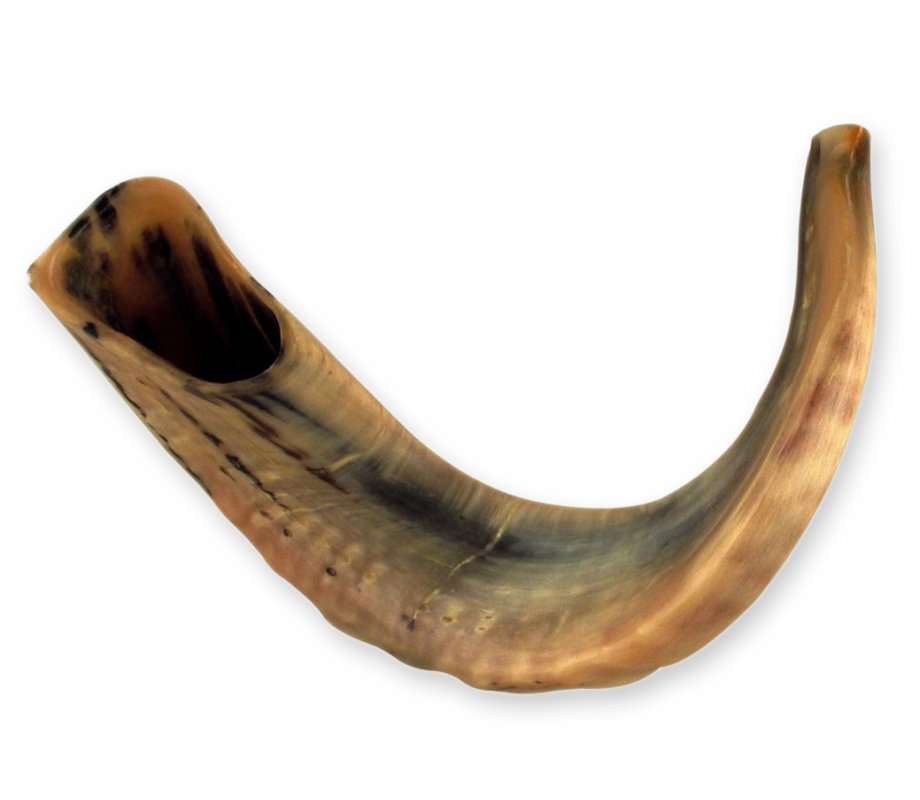 Rare Extra Large Dark Tones Ram's Horn Shofar 21