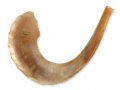 Rare Extra Large Light Tones Ram's Horn Shofar 21