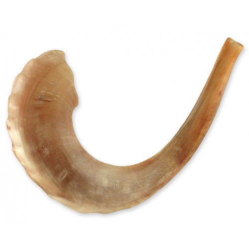 Rare Extra Large Light Tones Ram's Horn Shofar 21