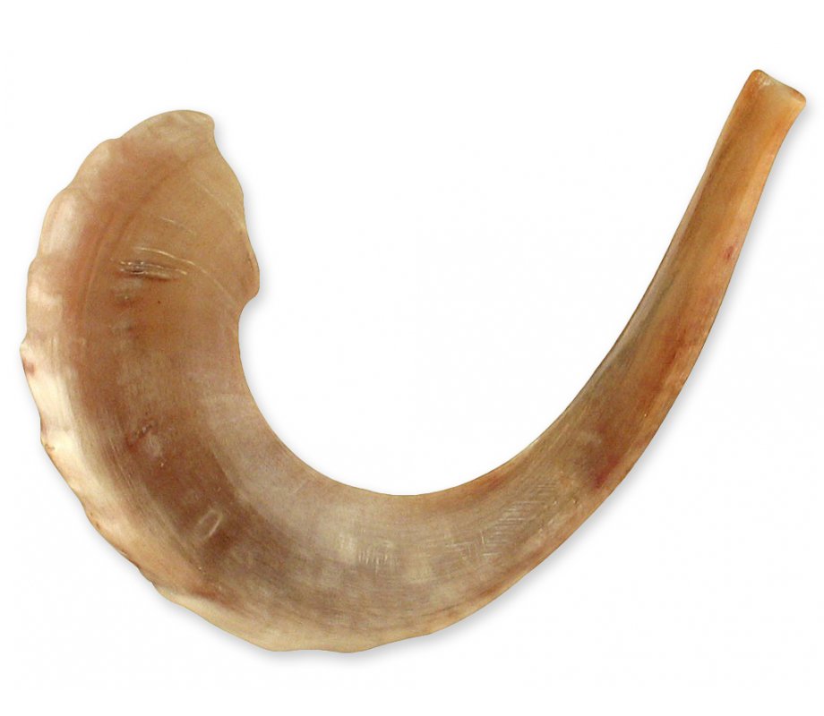 Rare Extra Large Light Tones Ram's Horn Shofar 21