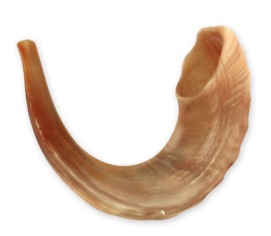 Rare Extra Large Light Tones Ram's Horn Shofar 21