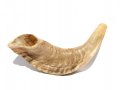 Small Natural Rams Horn Shofar 11