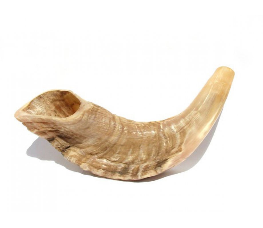 Small Natural Rams Horn Shofar 11