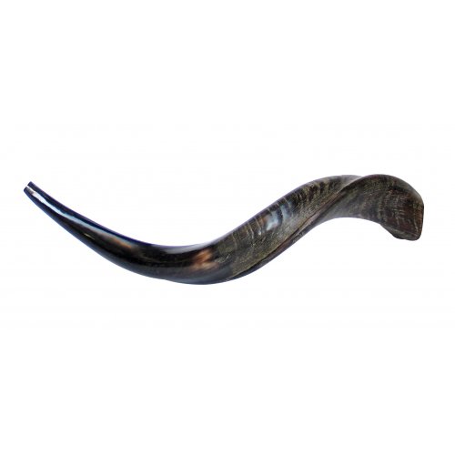 Small Natural Yemenite Shofar Kudu Horn 25