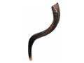 Small Natural Yemenite Shofar Kudu Horn 27