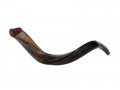 Small Natural Yemenite Shofar Kudu Horn 27