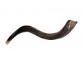 Small Natural Yemenite Shofar Kudu Horn 27