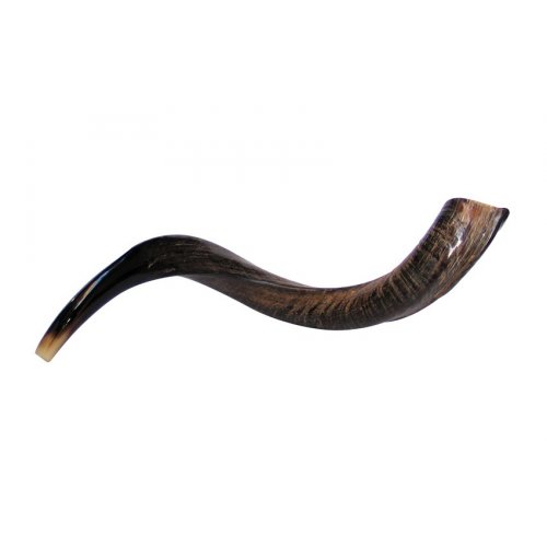 Small Natural Yemenite Shofar Kudu Horn 27