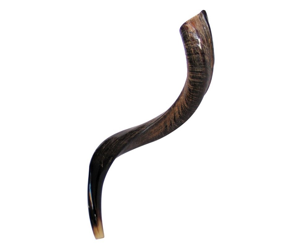 Small Natural Yemenite Shofar Kudu Horn 27