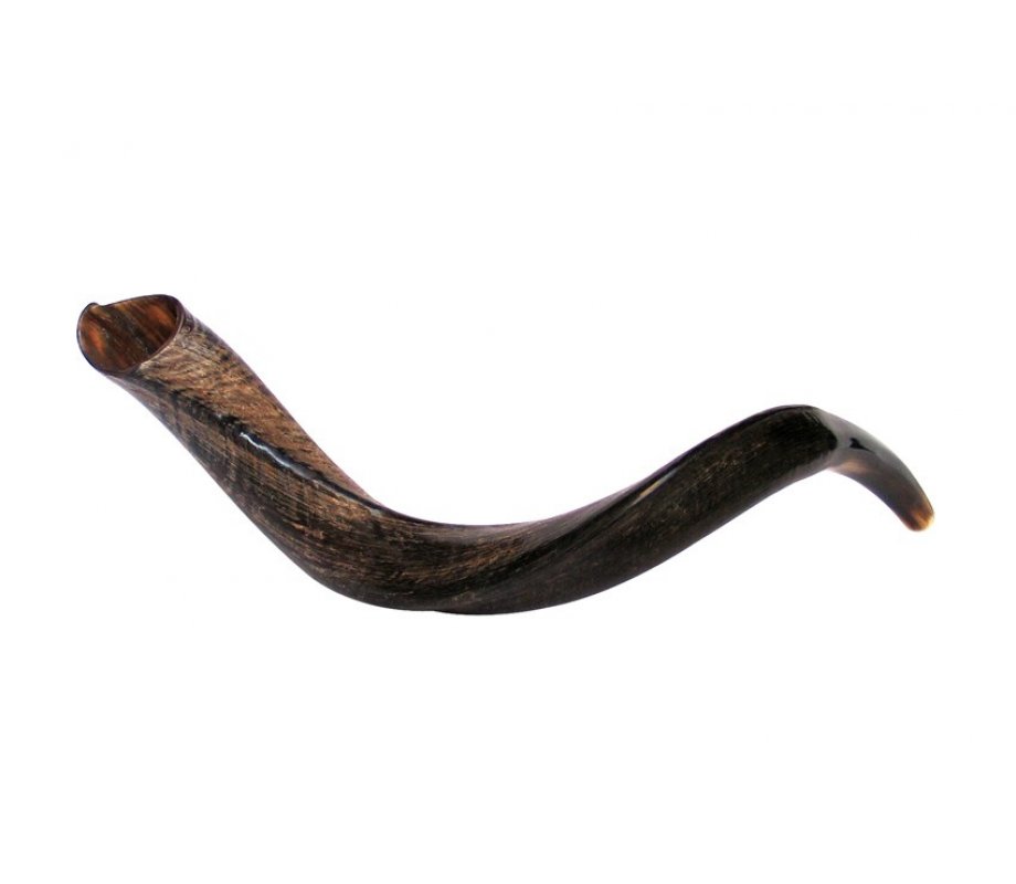 Small Natural Yemenite Shofar Kudu Horn 27