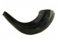 Small Polished Black Rams Horn Shofar 11