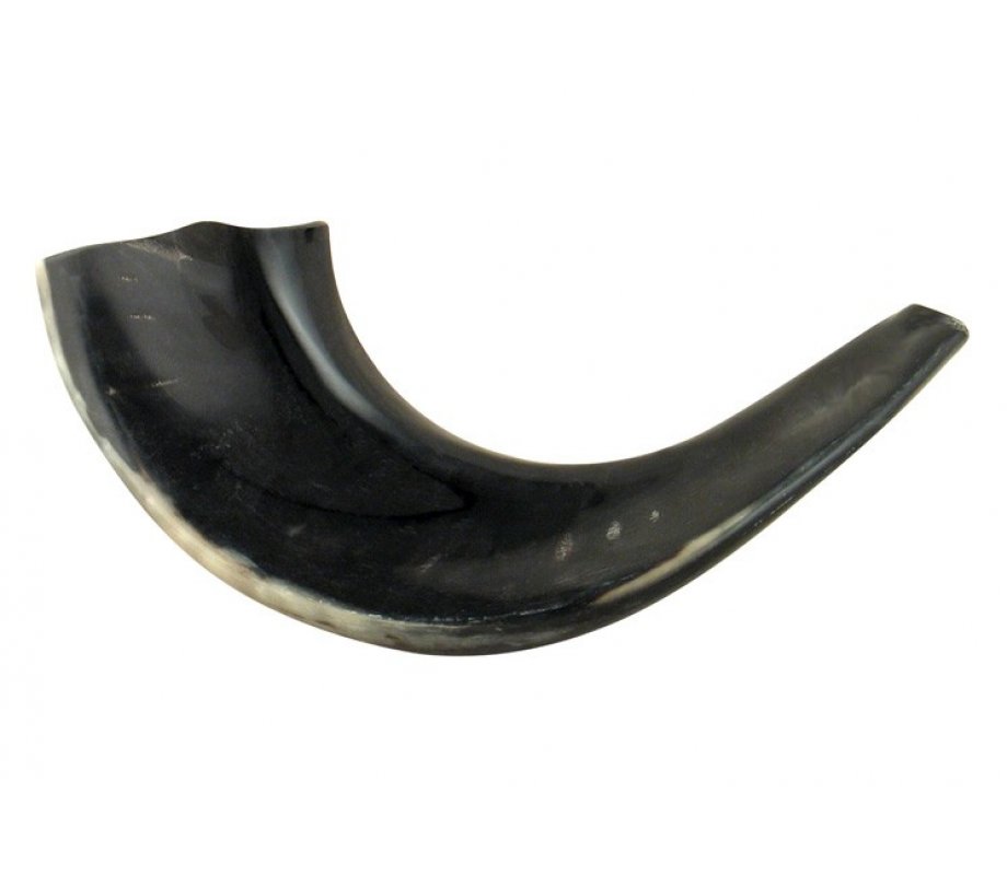 Small Polished Black Rams Horn Shofar 11