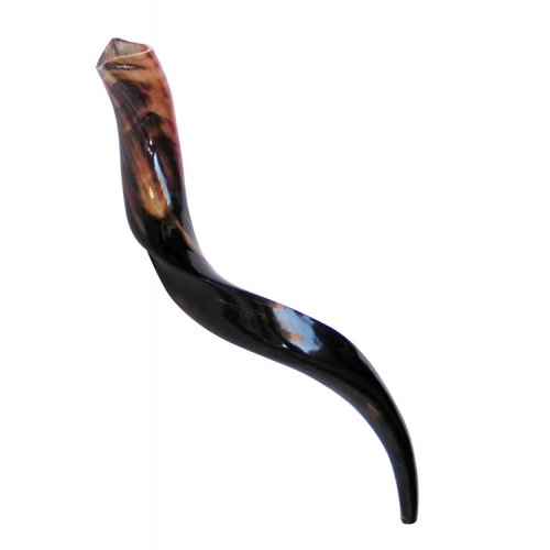 Small Polished Yemenite Shofar Kudu Horn 22