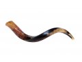 Small Polished Yemenite Shofar Kudu Horn 25