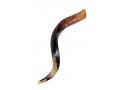 Small Polished Yemenite Shofar Kudu Horn 25