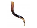 Small Polished Yemenite Shofar Kudu Horn 25