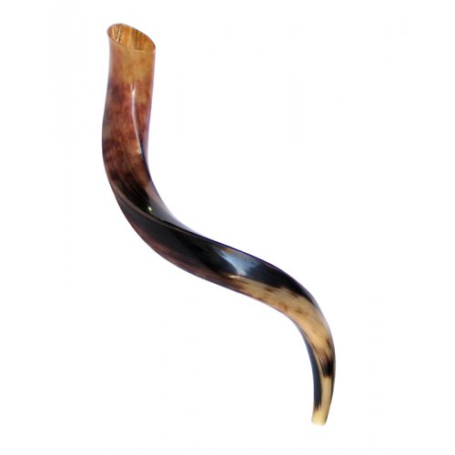 Small Polished Yemenite Shofar Kudu Horn 25