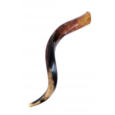 Small Polished Yemenite Shofar Kudu Horn 27