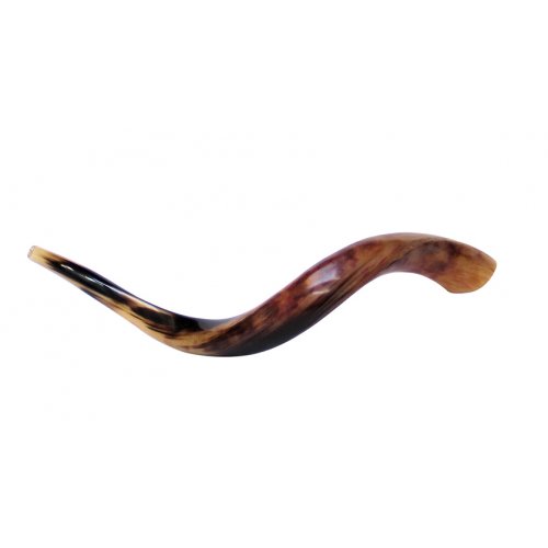 Small Polished Yemenite Shofar Kudu Horn 27