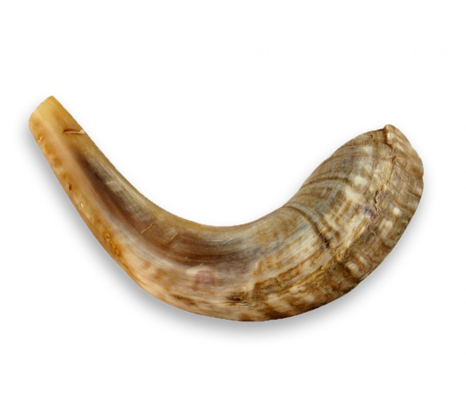 Small Ram's Horn Shofar for Kids with Light Tones 10