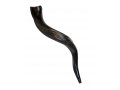 Small Yemenite Shofar Half Polished Half Natural 21