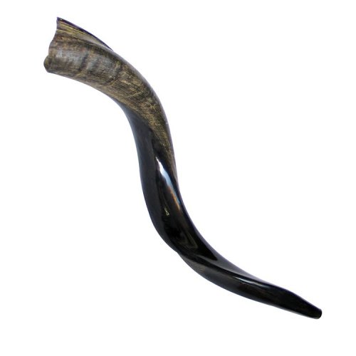 Small Yemenite Shofar Half Polished Half Natural 21