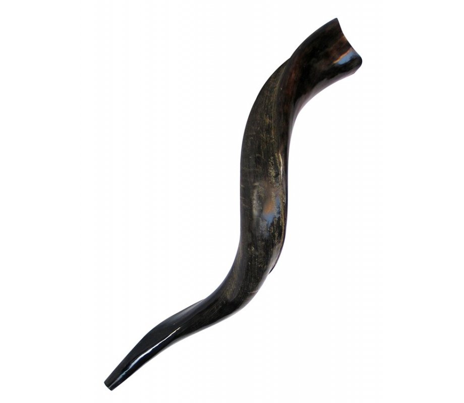Small Yemenite Shofar Half Polished Half Natural 21