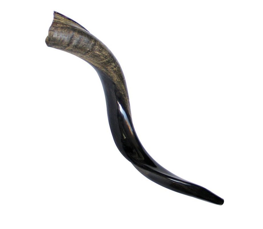 Small Yemenite Shofar Half Polished Half Natural 21