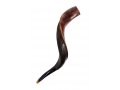 Small Yemenite Shofar Half Polished Half Natural 23