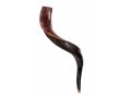 Small Yemenite Shofar Half Polished Half Natural 23