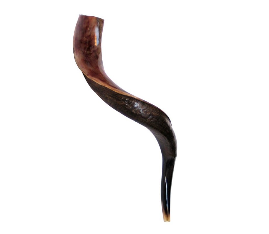 Small Yemenite Shofar Half Polished Half Natural 23